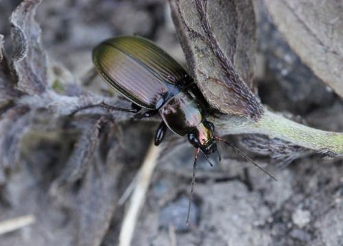 Réf. 240 637 : Poecilus versicolor